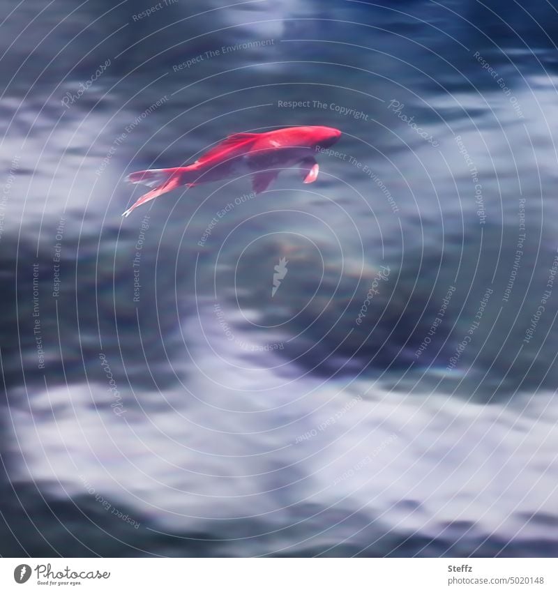 a red carp in the pond Fish Koi Carp Koi carp Fishpond Koi pond Pond fish ornamental carp Nishikigoi Koi Carps Poetic haiku Fantasy fantasy imaginary perception