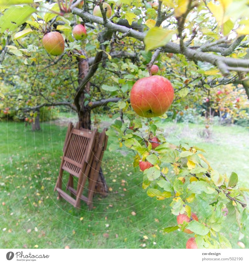 TODAY: World Food Day Apple Nutrition Breakfast Lunch To have a coffee Dinner Picnic Organic produce Vegetarian diet Nature Summer Autumn Beautiful weather Tree