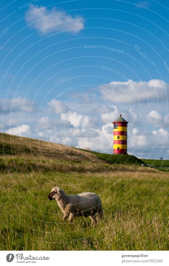 Sheep in front of Pilsum lighthouse Calm Vacation & Travel Trip Summer Summer vacation Sun Beach Ocean Waves Cycling Landscape Sky Spring Autumn