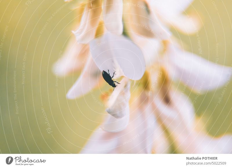 Black insect on white flower in spring floral nature pastel environment biodiversity Flower Spring Nature season beauty fragility garden springtime freshness