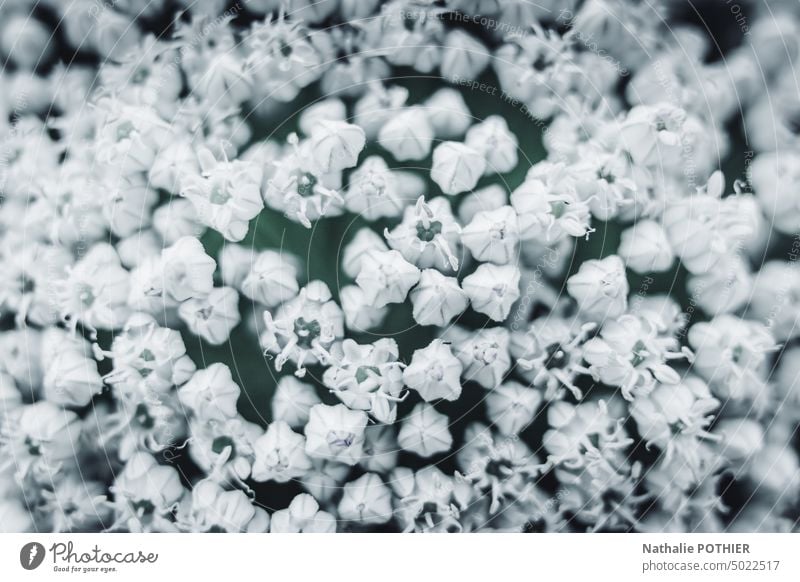 Multitude of small white flowers Flower flowering flower Nature Blossoming Spring Spring flower multitude daylight blooming spring flower