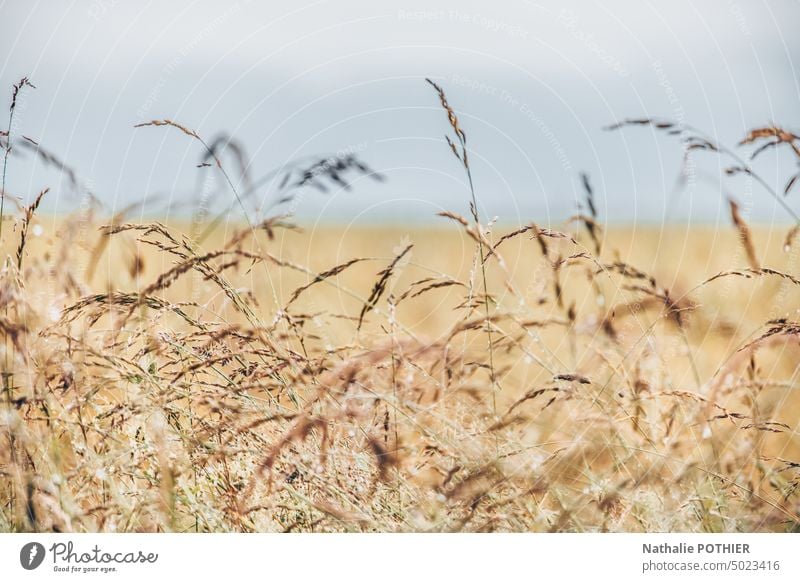 Field in the countryside, grass and wheat field Wheat Wheatfield Plant Exterior shot Nature Agriculture Summer Grain field Harvest Landscape Environment