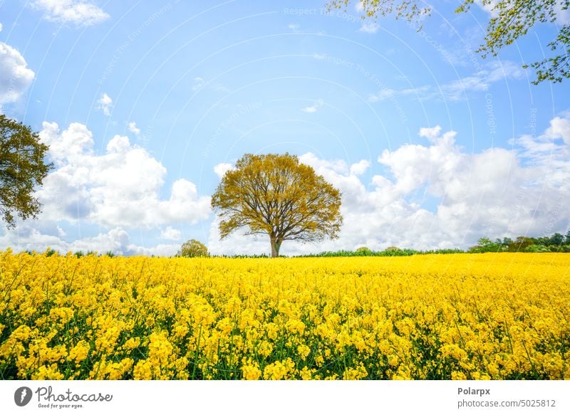 Beautiful tree in a yellow canola field springtime fresh horizontal sunny day single tree rapeseed field sunlight outdoors agricultural cloud farmland scenery