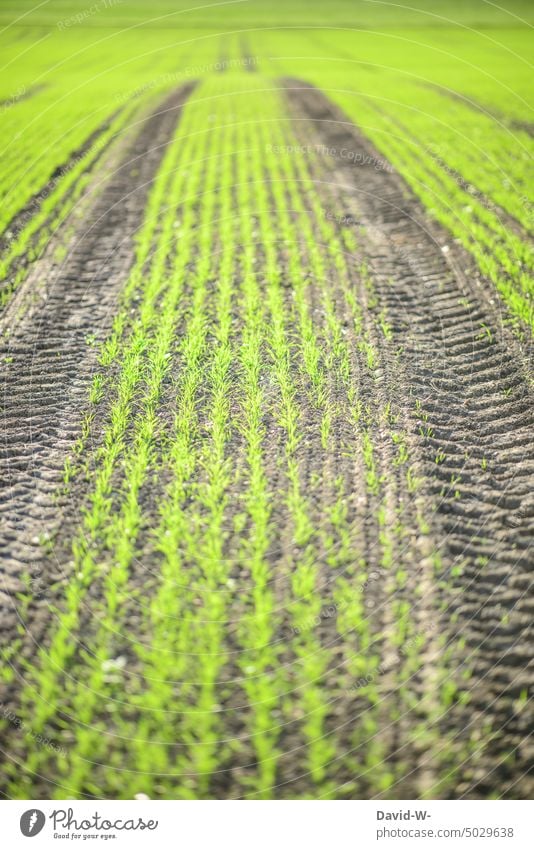 freshly sown in the field with tractor tracks Fresh seeded Field grow Agriculture Harvest Green Growth Earth