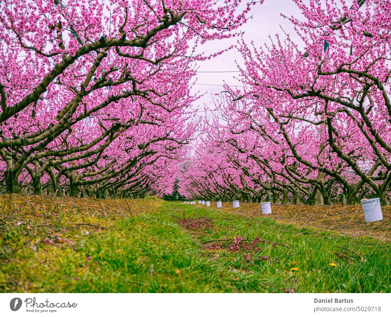 Blooming peach trees in the orchard background beautiful bloom blooming blossom branch cherry flora flower fresh garden japan japanese nature pink season spring
