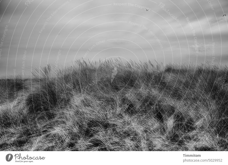 Lots of moving dune grass, some North Sea Marram grass stalks Wind multiple exposure Water Horizon Bird Sky Clouds Black & white photo Vacation & Travel Nature