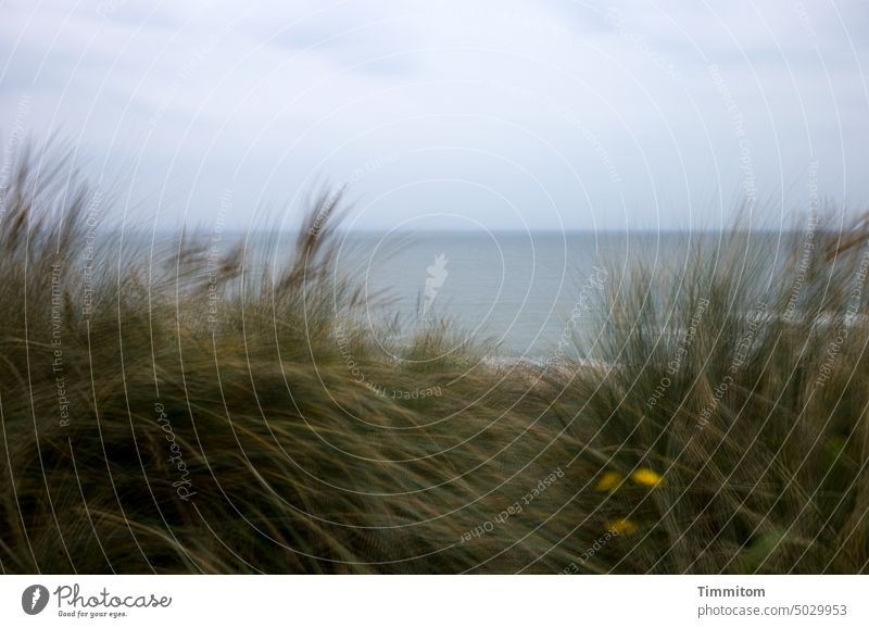 Capture the time, a few moments? North Sea Ocean Water Horizon Marram grass duene stalks Blossom Vacation & Travel Nature Denmark multiple exposure Clouds