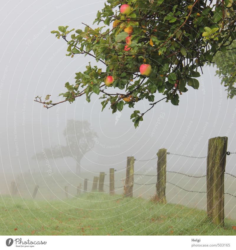 Landscape in fog with branches of the apple tree with ripe apples, fence and meadow Environment Nature Plant Autumn Fog Tree Grass Apple tree Branch Meadow