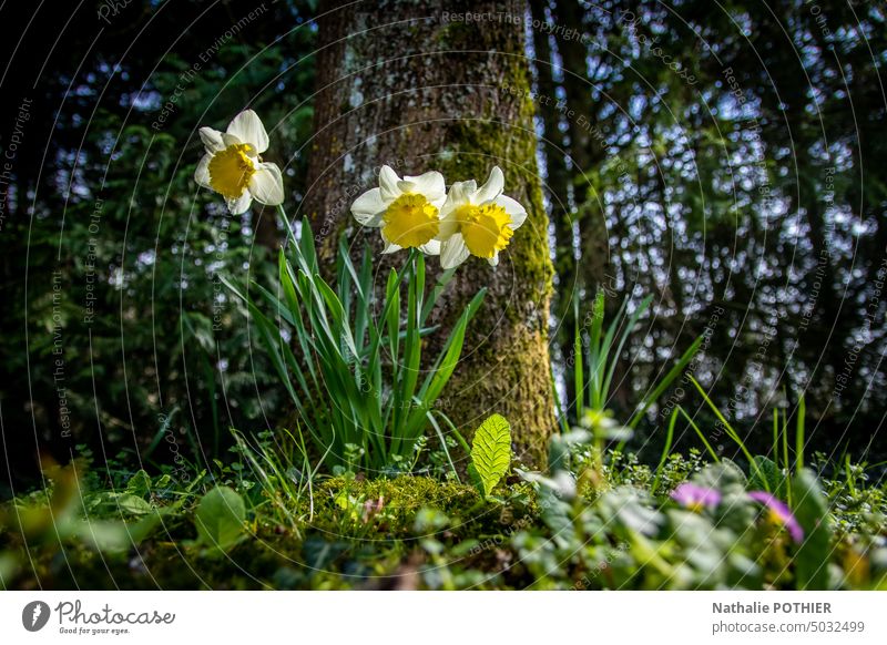 Daffodils at the foot of a tree in spring daffodil Flower Blossom Wild daffodil Narcissus Spring flowering plant Yellow Blossoming Colour photo Nature Plant