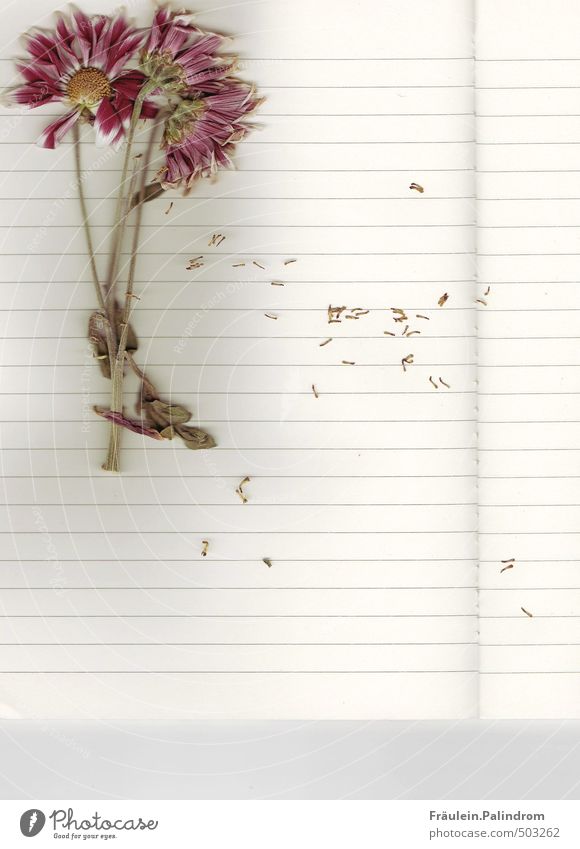 stationery II. Plant Flower Stationery Paper Piece of paper Pen Reading Lie Colour photo Interior shot Close-up Experimental Deserted Copy Space bottom