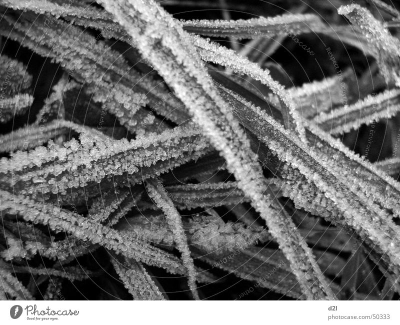 ice grass Grass Cold White Grief Exterior shot Nature Ice Structures and shapes Frost dreariness rigidity Macro (Extreme close-up) Black & white photo
