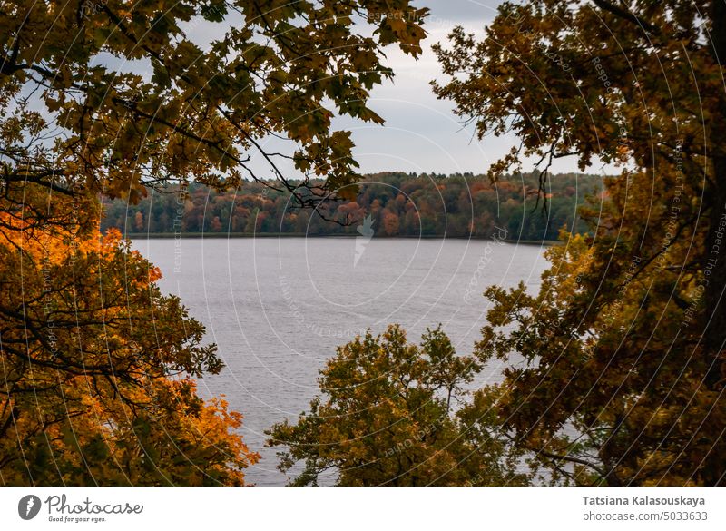 View of the longest lake in Lithuania Asveja or Lake Dubingiai through the crowns of autumn trees forest fall water nature landscape beautiful sky scenic yellow