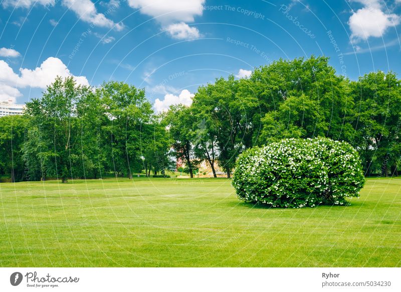 Beautiful Lush Bushes In Garden. Sunny Summer Landscape lawn green gardening grass alley background bright walkway scene copyspace scenic trimmed outdoor lush