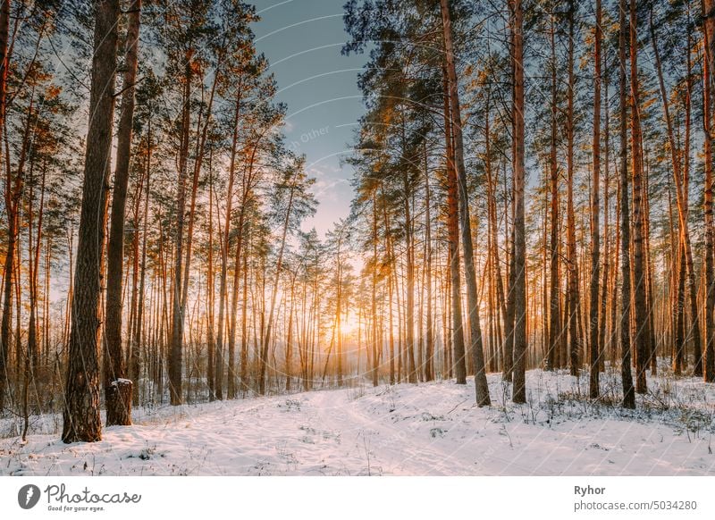 Sunset Sunrise Sun Sunshine In Sunny Winter Snowy Coniferous Forest. Sunlight Through Woods In Winter Forest Landscape. dawn nature park snowy forest through