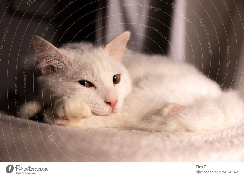 a white cat lies with its head on its paws Cat hangover Angora cat Pet Animal Pelt Domestic cat Animal portrait Looking Observe Cute Curiosity Cuddly