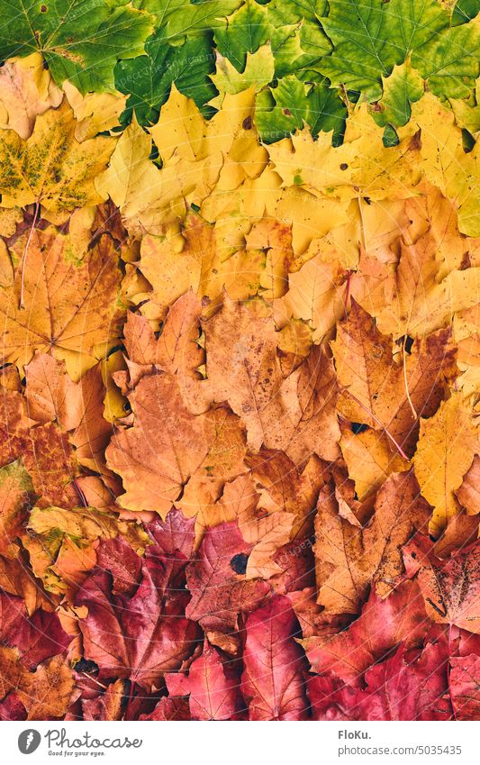 Autumn leaves in all colors from red to green foliage Foliage colouring Nature Autumnal holidays Relaxation Autumnal colours Transience Leaf Yellow Early fall
