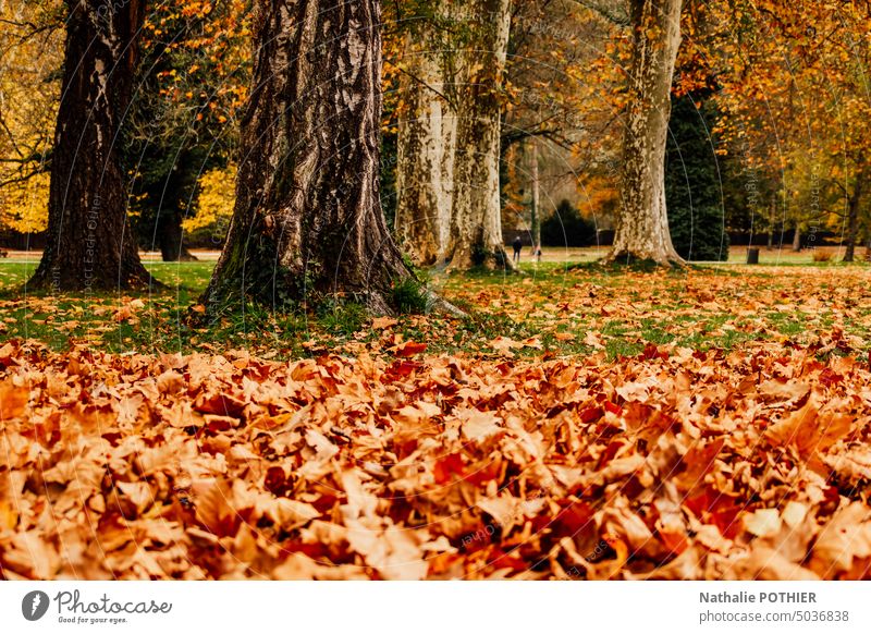 Autumn landscape in a park autumn Landscape Exterior shot Autumn leaves Autumnal landscape Leaf Autumnal colours Nature Automn wood Autumnal weather autumn mood