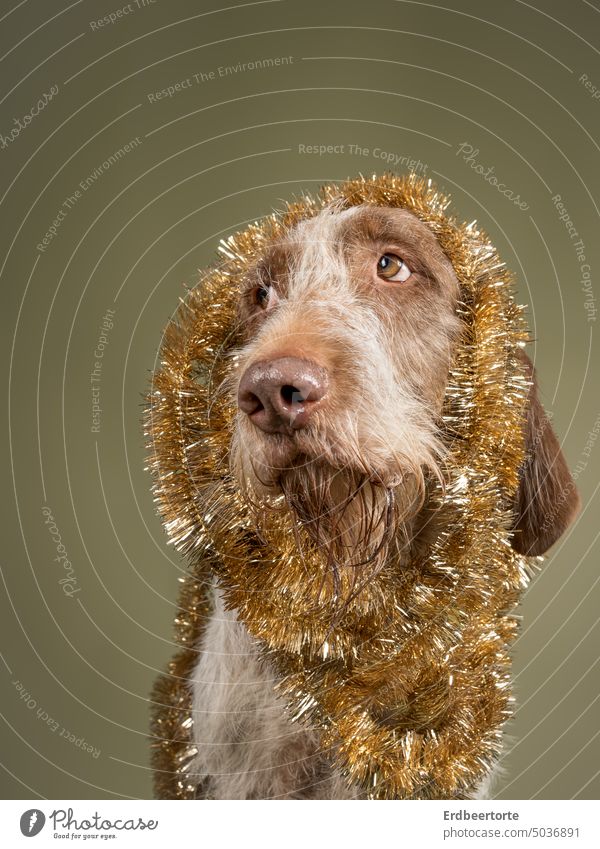 Dog Christmas Present Royalty-Free Images, Stock Photos & Pictures