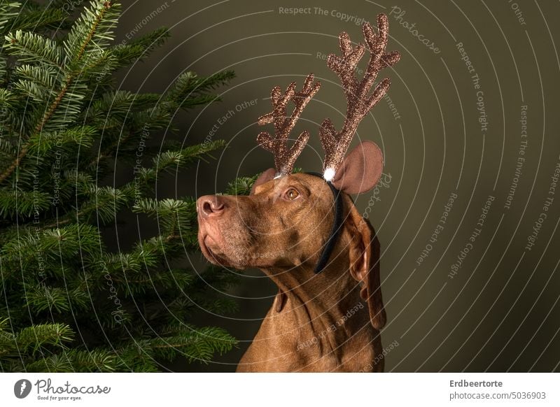 Dog Christmas Present Royalty-Free Images, Stock Photos & Pictures