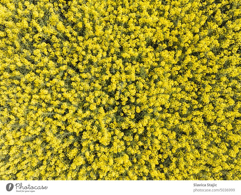 Rapeseed canola blossoms. Spring blooming canola flowers field in rural countryside. Nature landscape  background agricultural agriculture bee bio bio economy