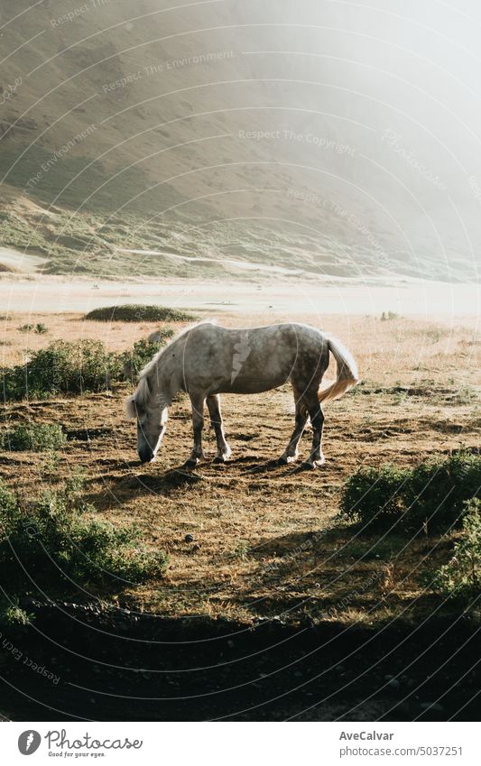 Wild horse in the middle of a meadow, Iceland wild animalia, horse with long hair nature mountain outdoor mammal wildlife cloud iceland sky beautiful landscape
