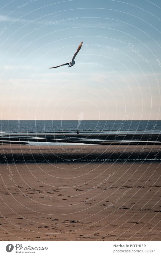 Seagull flying over the beach in the evening seagull coast Ocean Coast Bird Water Vacation & Travel Flying Animal North Sea Nature Exterior shot Summer Sky