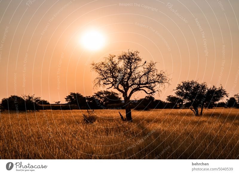 under the namibian sun Fantastic Sky Hope Sunlight Dream beautifully Kitsch romantic Tree Dusk Night Evening Sunset Grass Kalahari desert Exterior shot Namibia