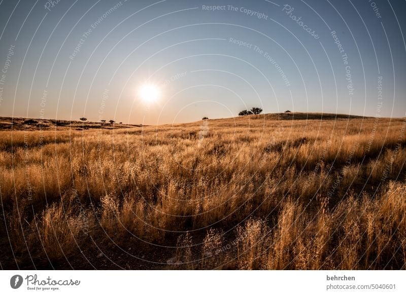 morning gold Dream Dawn in the morning Warmth Sunrise Grass Kalahari desert Namibia Far-off places Africa Wanderlust travel Colour photo Landscape Loneliness