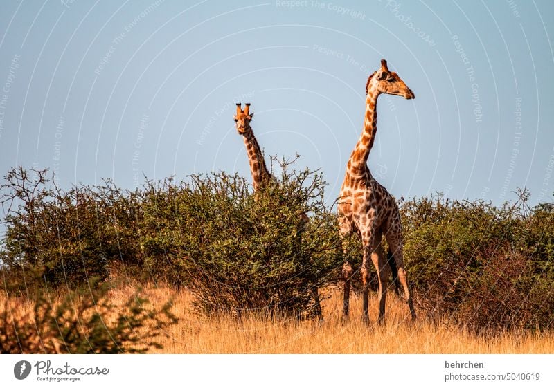 twofold Tourism Trip Animal portrait Wilderness Kalahari desert Giraffe Animal protection Love of animals Wild animal Fantastic Exceptional Safari Environment