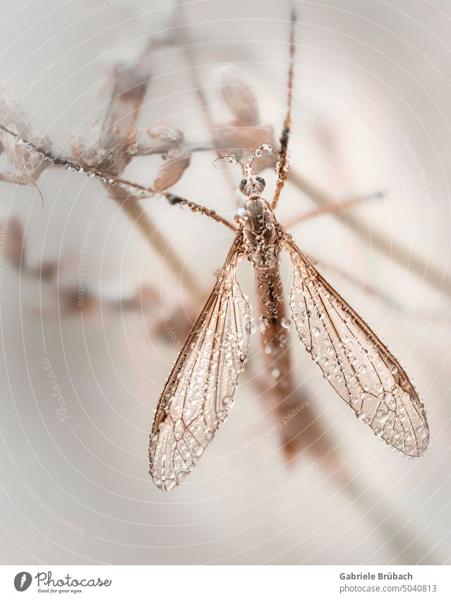 Tipuloidea mosquito in morning dew with drops on wings Insect Nature Fly Macro (Extreme close-up) Animal Close-up Detail Grand piano Colour photo Legs