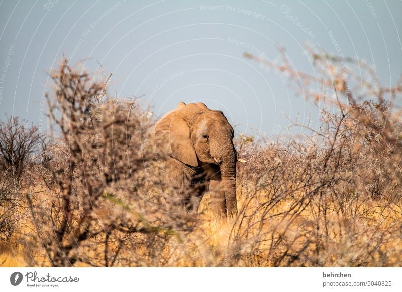 Animal Elephant etosha national park Etosha Etosha pan Wild animal Fantastic Exceptional Wilderness Free Namibia Safari Far-off places Wanderlust Africa