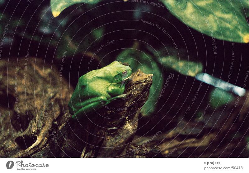 tree frog Green Terrarium Interior shot