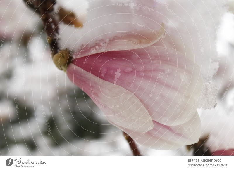 Magnolia bloom covered with a big heap of snow. Magnolia plants Magnolia blossom magnolia Magnolia tree Snow Snow layer snow covered snow covered magnolia