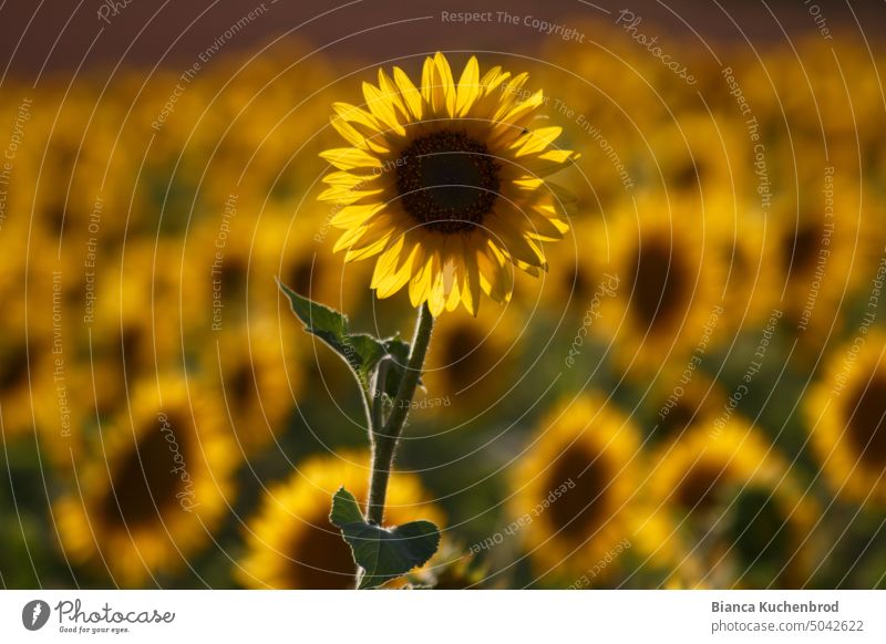 Photo of a field of sunflowers with one sunflower in the front sticking out and the rest as a bokeh in the back. Sunflower Sunflower field Flower Plant plants