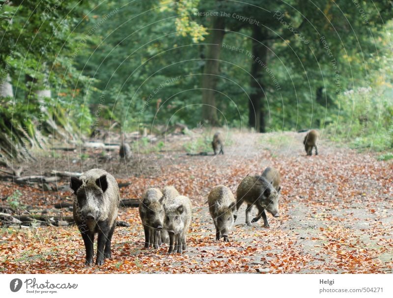 a family of wild boars walks along a forest path in autumn Environment Nature Landscape Plant Animal Autumn Tree Leaf Autumn leaves Forest Wild animal Wild boar