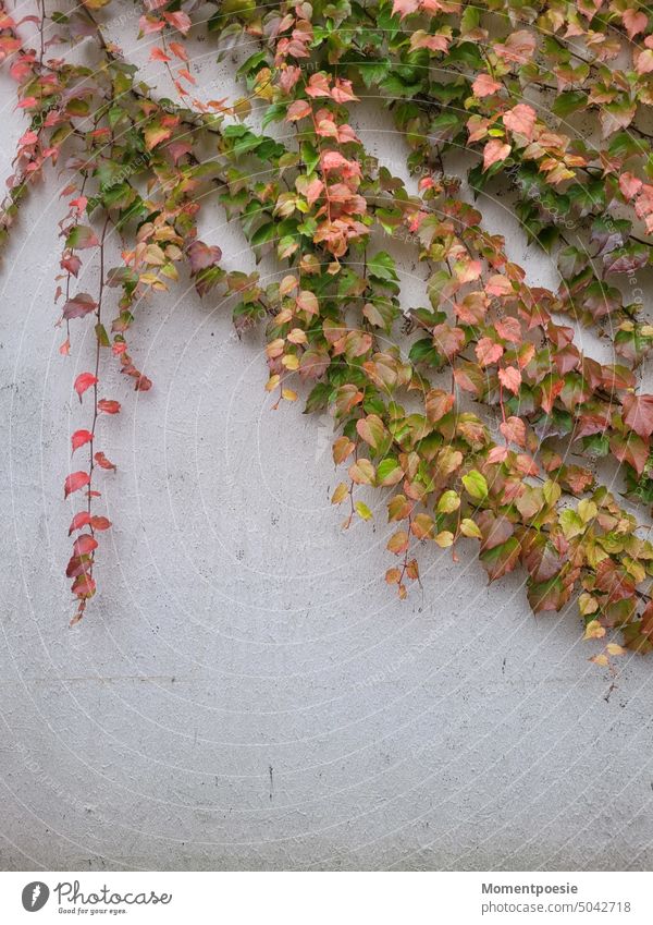 autumn leaves Autumn Leaf Nature Tree Autumnal Autumn leaves Yellow Autumnal colours Exterior shot Early fall Seasons Colour photo autumn colours autumn mood