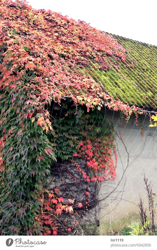 wild vine in autumn color Autumn Autumnal colours Plant creeper self-climate Virginia Creeper parthenocissus quinquefolia maiden vine leaf colouring