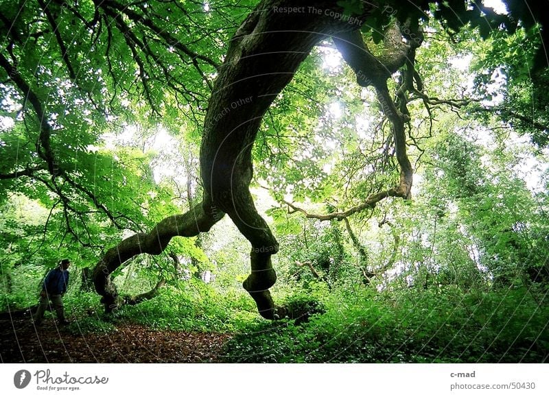 Tree giant on Lough Erne Northern Ireland Forest Deciduous forest Wood Hiking Green Summer Human being Colour Landscape