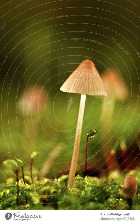 A" Helmlingsfamilie" ( no idea which species ) has posed in front of my lens. Autumn Plant Moss Mushroom helmet child Forest Growth Brown Yellow Green Red