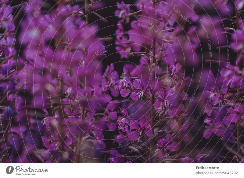 If summer were now... Summer flora Lupin sea of blossoms Blossom Garden Nature Blossoming Park Colour photo pretty Meadow flowers purple pink Forest Violet