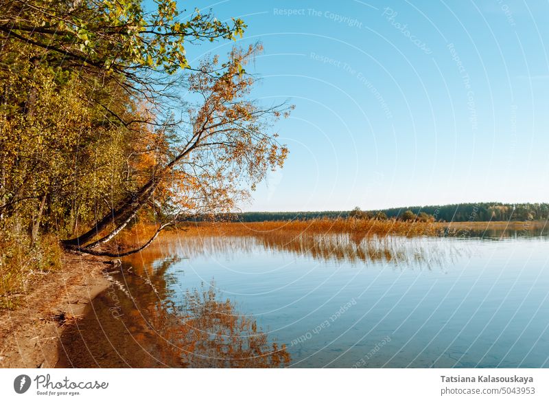 Scenic views of Lake Baltieji Lakajai in Labanoras Regional Park, Lithuania. Trees bent overhang the surface of the water. Reeds grow in the distance. Autumn