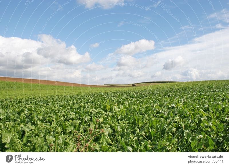 agriculture Agriculture Green Field Rapes Clouds Blue Nature Life Sky