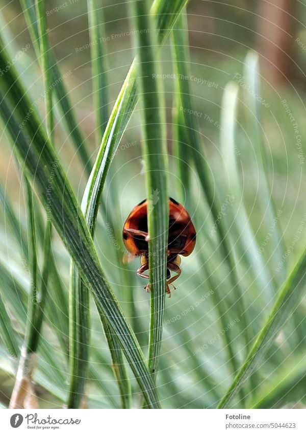 Well, if you are curious how a ladybug looks from below, here is the solution. I caught this ladybug crawling along a pine needle. Ladybird Beetle Red Animal