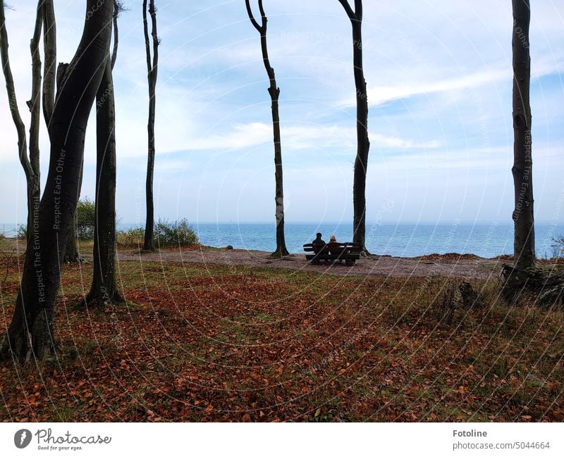 In the Ghost Forest, right by the sea, a couple sits on a bench and looks into the distance. It is autumn, the trees are bare and reddish autumn leaves cover the ground.