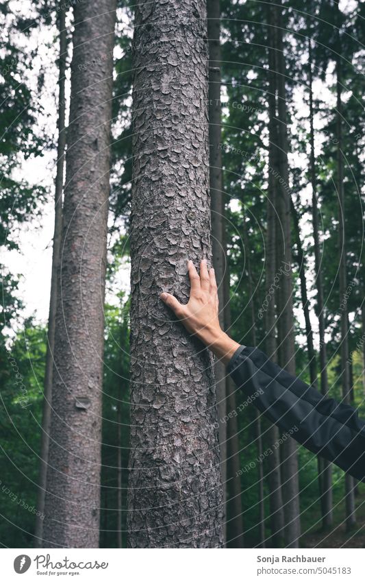 A man touches a tree trunk in the forest Tree trunk Man Forest Nature Environment Green Tree bark Growth Wood Exterior shot Plant Colour photo Arm Hand Touch