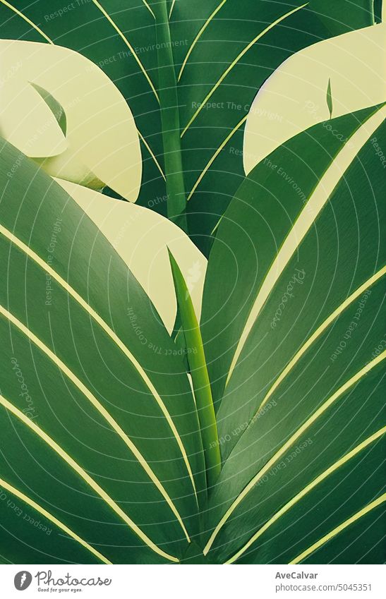 Monstera Background Garden. Swiss Cheese Plants. Flat Colours illustration for your design, copy colours palm foliage tropical hawaii jungle tropics botanical