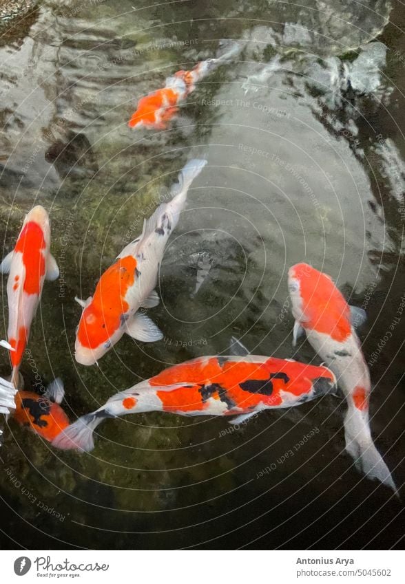 Colorful ornamental Koi fish float in the artificial pond, view from above koi fish koi fish in the pond koi in the pond colorful fish colorful koi koi japan