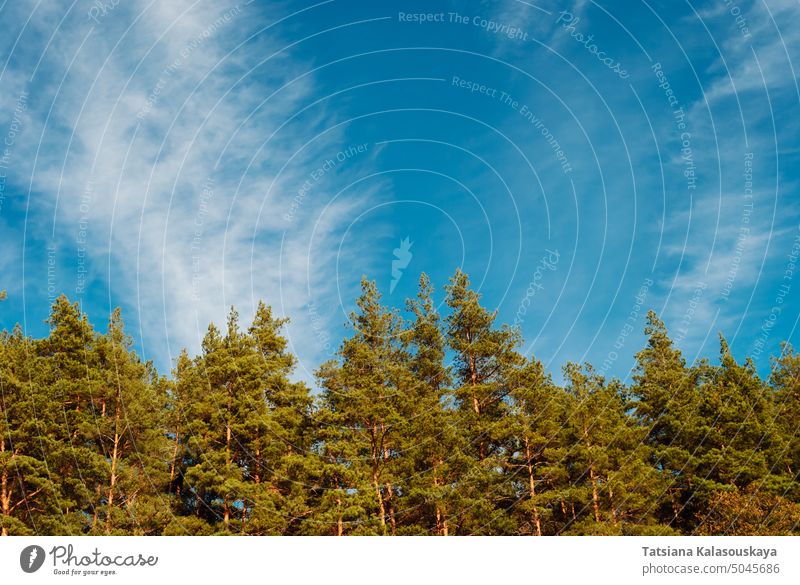 Blue sky and white clouds over the crowns of pine trees. A vaulted space for text and design. Forest Tree Sky Nature Landscape Scenery low angle view Pine Tree