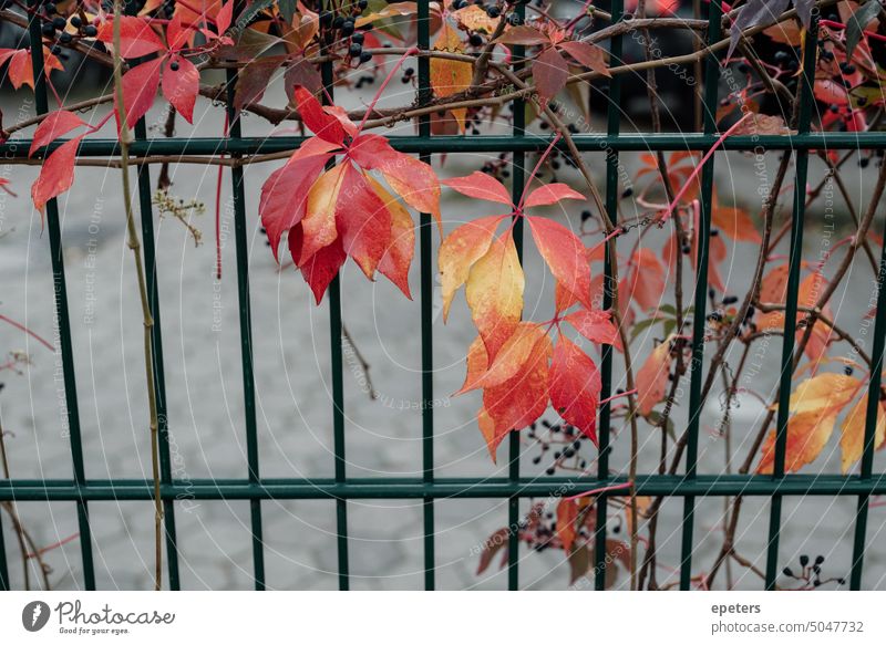 Metal fence covered in colorful autumn leaves leaf Autumn leaves foliage autumn mood Autumnal colours Seasons Nature autumn colours Leaf Autumnal weather Yellow