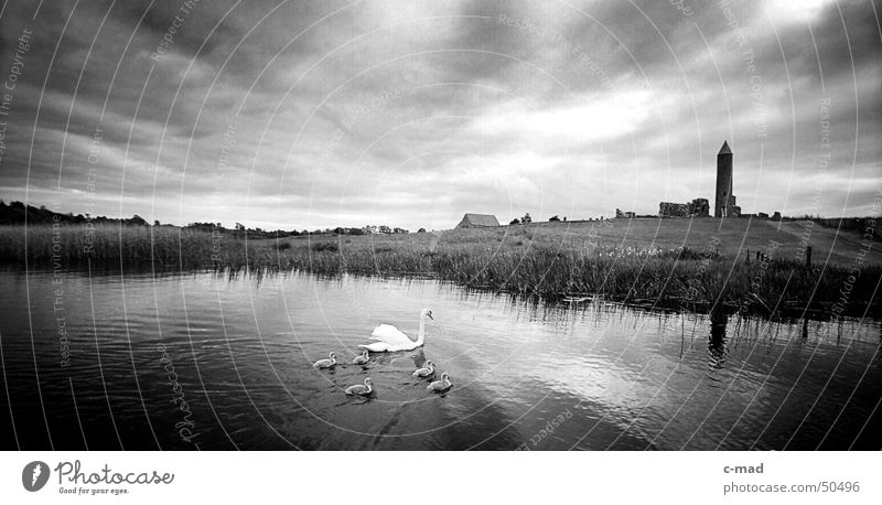 Derwenish Island with swans Northern Ireland Manmade structures Ruin Celts Cemetery Grave Clouds Black White Summer Animal Swan River Tower Construction site
